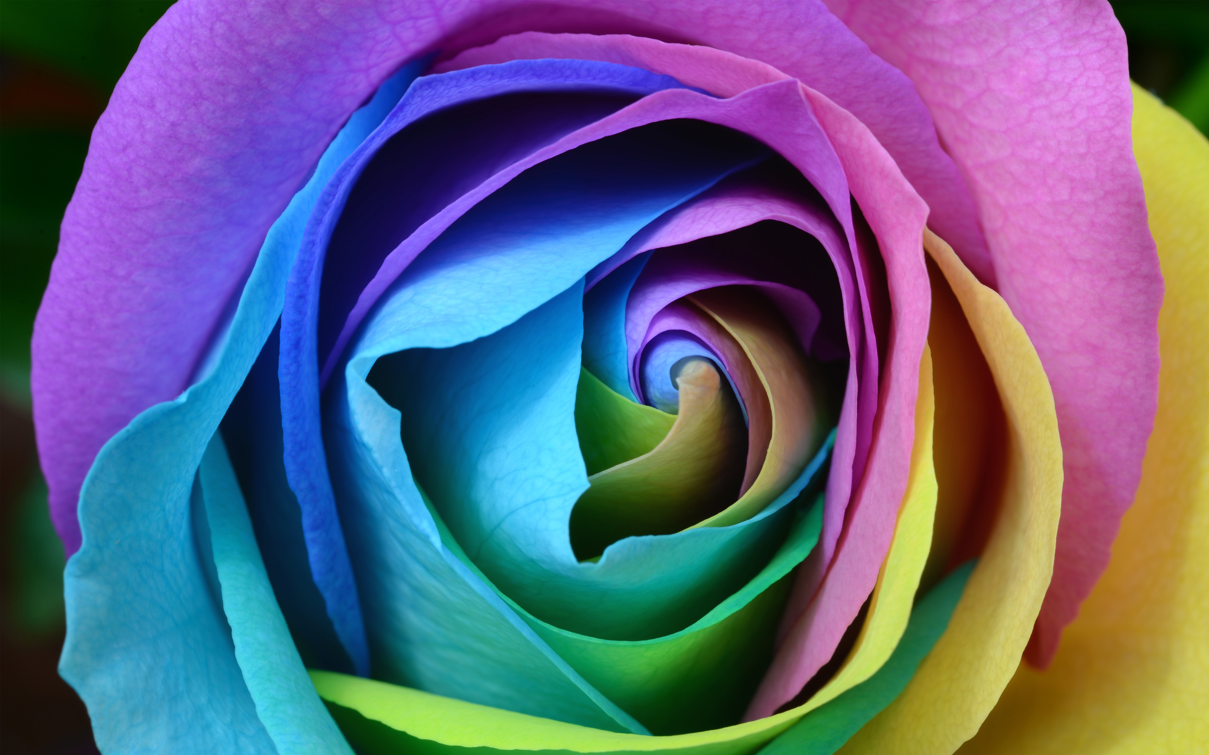 Colorful Rose 4K9407912204 - Colorful Rose 4K - Rose, Colorful, Bokeh
